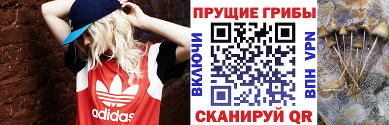 Псилоцибиновые грибы Cubensis  Нарткала 